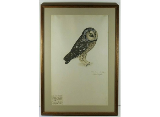 Antique Image Of Boreal (Funeral Owl) Matted And Framed Rare Natural History (1800's)