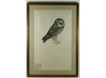 Antique Image Of Boreal (Funeral Owl) Matted And Framed Rare Natural History (1800's)