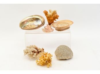 Collection Of Seashells, Coral And Brain Coral