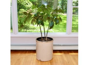 Extra Large Ceramic Bucket Planter With Living Plant