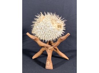 Large Vintage Blow Fish With Stand