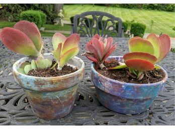 Two Hand Painted Clay Planters With Easy, Colorful And Fast Growing Paddle Back Or Flap Jack Succulents