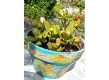 Pot Filled With Another Prized Jade Plant - Guaranteed To Grow - Money Back Guaranteed