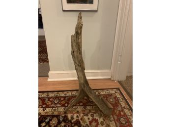 Tall Piece Of Drift Wood
