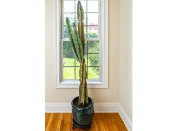 Tall Live Cactus