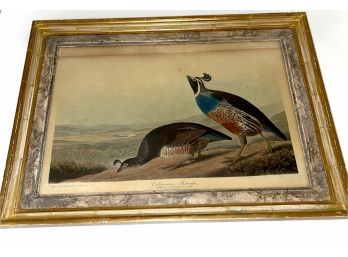 Vintage Audubon Print California Partridges