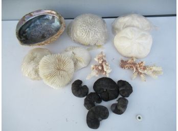 Mixed Lot Of Coral And Sea Shells