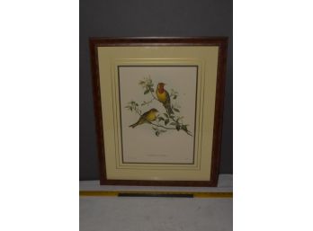 Gould And Richter Lith Walter Imp Euspiza Luteola Beautiful Burl Inlaid Frame Matted Lithograph 20'x24'