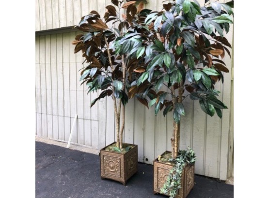 A Pair Of Silk Magnolia Trees In Hammered Square Tin Planters - 86'