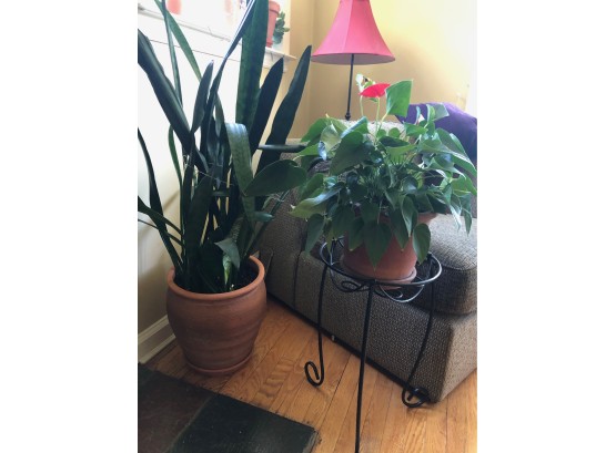 A Pair Of Plants And Plant Stand-'B'