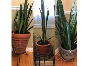 Three Live Potted Snake Plants And Stands-'B'