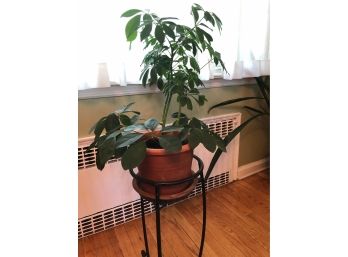 Live Healthy Plant - With Metal Stand -'B'