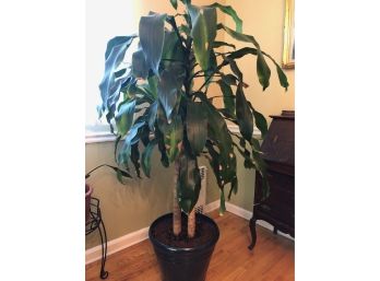 Healthy Live Dramacus In 17' Pot - 63' Tall- 'B'