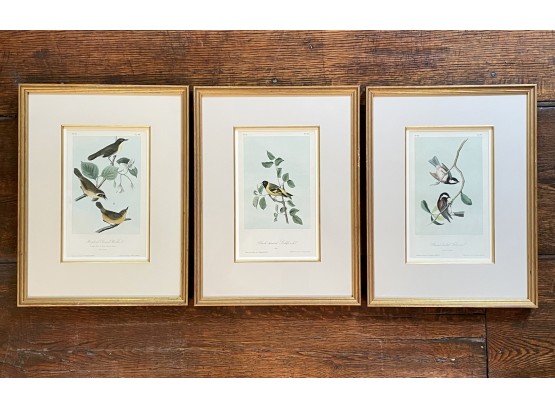 Antique Framed Audubon Lithographs