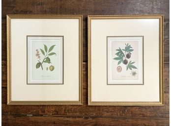 A Pair Of Vintage Botanical Prints