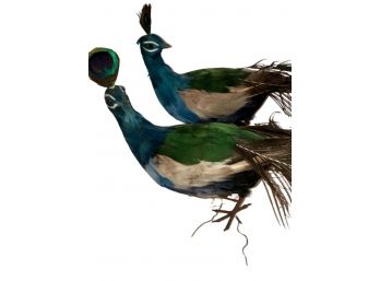 Pair Of Beautiful Decorative Peacocks