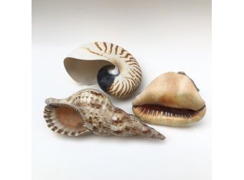 Lot Of 3 Large Seashells