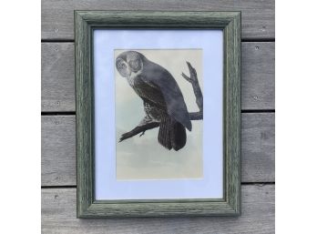 Framed Vintage Audubon Print Great Grey Owl