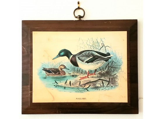 'Mallard' Print On Wood With Hook