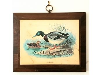 'Mallard' Print On Wood With Hook