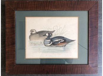 Beautiful Vintage Tiger Maple Frame With A Colored Harlequin Duck By B. Fawcett