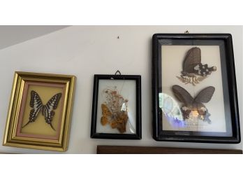 Framed Butterfly Collection (set Of 3)