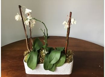 Real Orchid That Needs Some Care