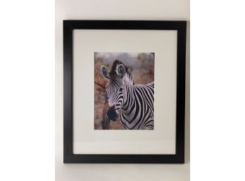 Framed Zebra Photograph