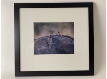 Framed Oxpeckers Photograph