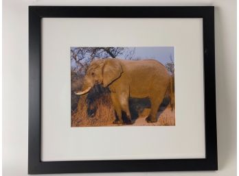 Framed Bull Elephant Photograph