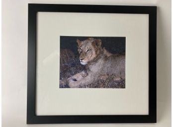 Framed Lion Photograph