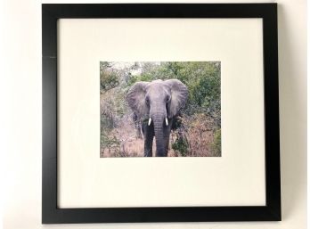 Framed Elephant Photograph