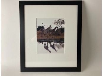 Framed Giraffe Photograph