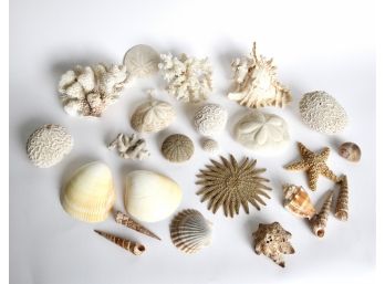 Collection Of Vintage Coral, Seashells And More