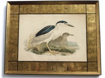 Night Heron - Nycticorax Griseua Antique Lithograph By J.Gould & H.C. Richter Del Et Lith