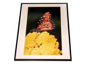 Framed Photograph Of A Butterfly By Janet Zuckerman