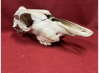 Horse Scull From Collection
