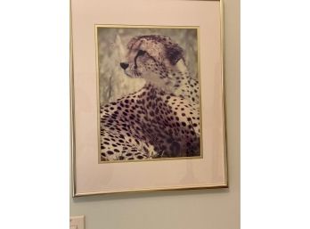 Framed Photo Cheetah