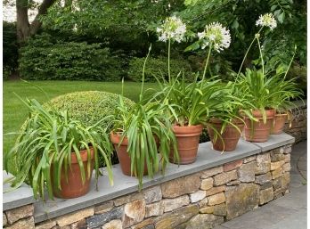 Six Agapanthus Plants In Clay Pots(LOC:F2)