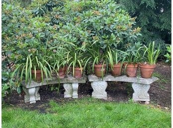 Pair Beautiful Cement Benches And 7 Cymbidian Orchid Plants In Clay Pots(LOC:F2)