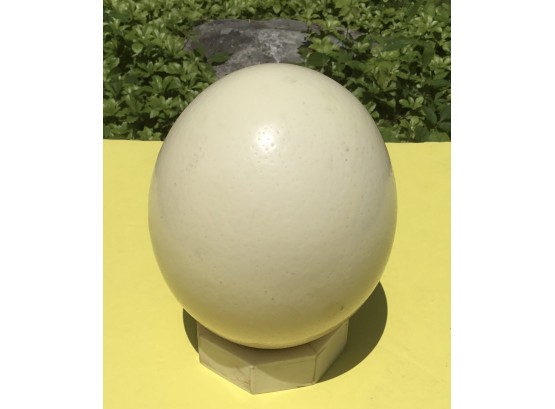 Vintage Authentic Ostrich Egg