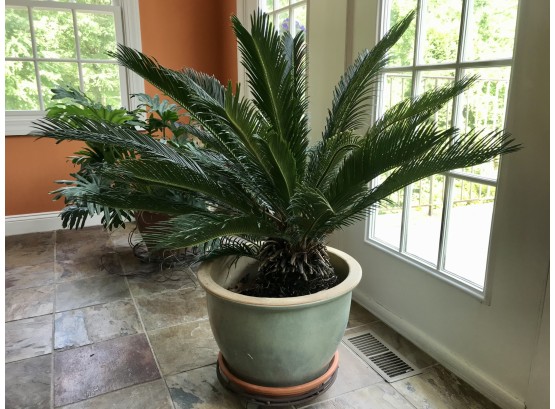 Pineapple Plant On Rollers ( 2 Of 2 Listed Separately)