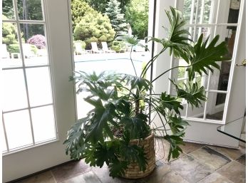 Stunning Large Elephant Ear Plant In Woven Basket