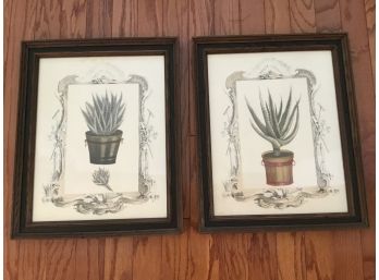 Set Of Vintage Prints For Paine Furn Co. Numbered 892 And Titled Hand Colored Cactus