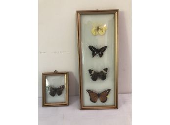 4 Framed/mounted Butterflies