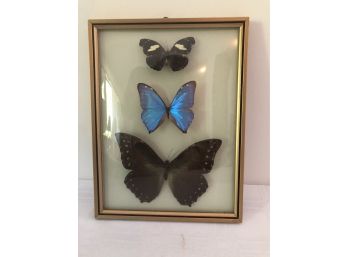3 Framed/mounted 3 Butterflies (small Blue)