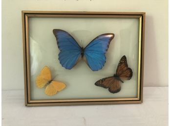 3 Framed /mounted Butterflies (Large Blue)