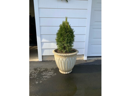 Resin Cement Look Planter With Small Tree (2 Of 3)  A