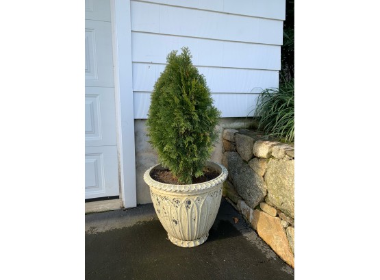 Resin Cement Look Planter With Small Tree (1 Of 3)   A