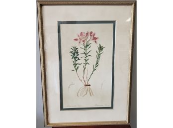Vintage Framed Botanical Print - Alstraemeria Pelegrina